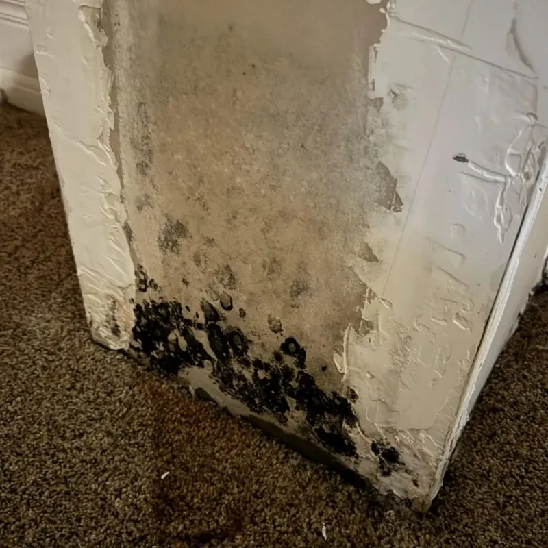 Professional Mold Removal in Salisbury, MD